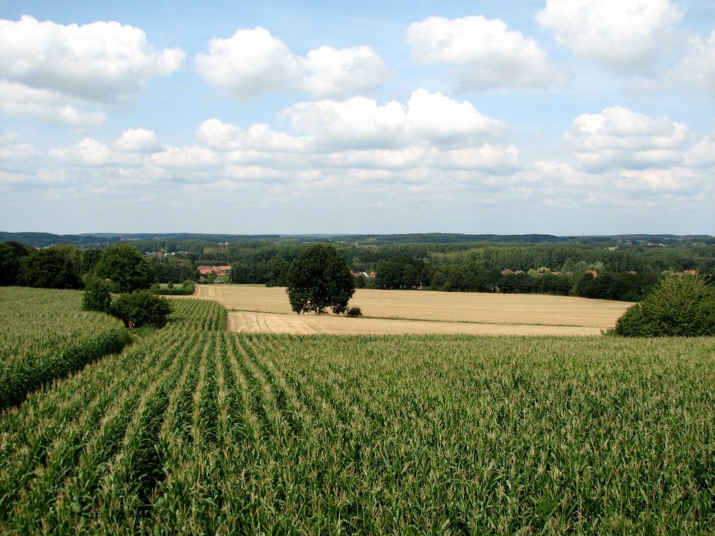 Sfeerbeeld: akkers en veldwegen in het open land rond Walenbos.